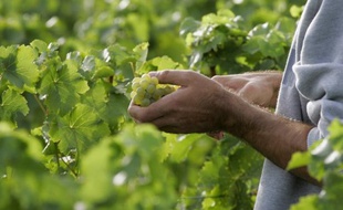 Les viticulteurs seront très recherchés cette année
