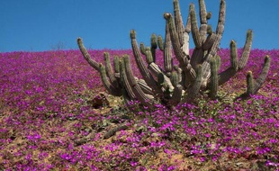 Les bonnes années, d'immenses vagues de couleurs recouvrent des pans du désert considéré le plus aride de la planète: c'est le "désert fleuri" du nord Chili, à la fois célèbre et méconnu, et au millésime 2011 spectaculaire.