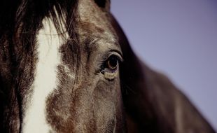 Un cheval été retrouvé mutilé dans le Tarn (illustration)