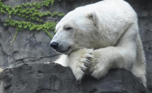 Gus, l'ours polaire devenu la mascotte du zoo de Central Park à New York, est mort, ont annoncé mercredi ses responsables.