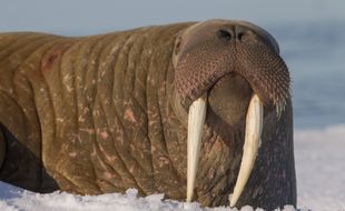 Un morse (illustration).