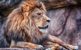 Un lion (illustration).