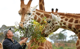 Harold la girafe (D) fête son 7e anniversaire au Werribee Open Range Zoo, à Melbourne, en Australie, le 17 septembre 2015.