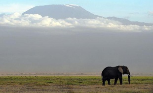 Un éléphant en Tanzanie (illustration).