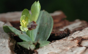 Une Ophrys des lupercales, une espèce d'orchidée, sensible au dérèglement climatique, observée en 2010.
