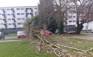 Un arbre tombé au Crous de Tarbes, lors du passage de la tempête Myriam, mardi.