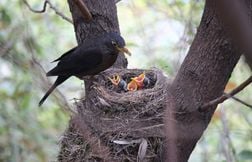 Vrai ou faux : Les oiseaux rejettent leurs petits si un humain les touche