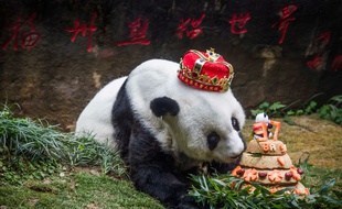 Basi, le plus vieux panda du monde vivant en captivité, est mort le 13 septembre 2017 en Chine à 37 ans.