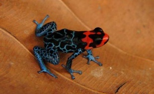 Grenouille ornée de surprenants dessins de flammes sur la tête ou perroquet chauve aux couleurs vives: une nouvelle espèce est découverte tous les trois jours en Amazonie, mais le "scénario effrayant" de la disparition de cette incroyable diversité inquiète.