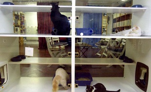 Vacances D Ete Nos Conseils Pour Faire Garder Ses Animaux De Compagnie