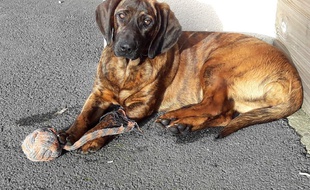 La chienne de 8 mois avait été dérobée dans une remorque garée au centre de secours de Vannes, le 17 février.