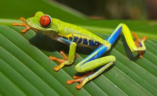 La grenouille Agalychnis callidryas, dite « rainette aux yeux rouges »