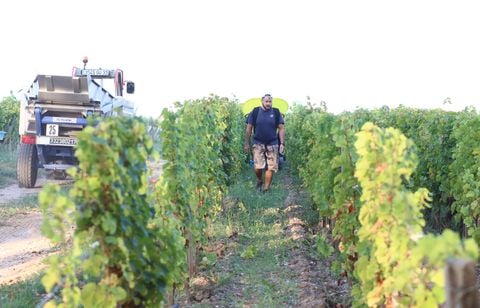 Les vendanges 2025 devraient être très en dessous de la production moyenne