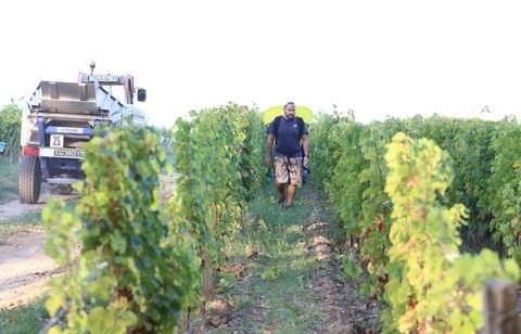 « Cette canicule, ce n’est bon ni pour les humains, ni pour le vignoble »