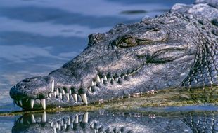 Illustration d'un alligator.