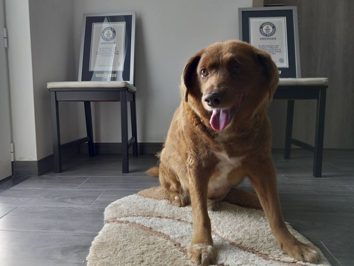 Bobi, un chien portugais de race pure Rafeiro do Alentejo, pose pour une photo avec ses certificats de record du monde. Le propriétaire de Bobi a déclaré lundi 23 octobre : 2023, qu'il est décédé samedi à l'âge de 31 ans et 165 jours. 