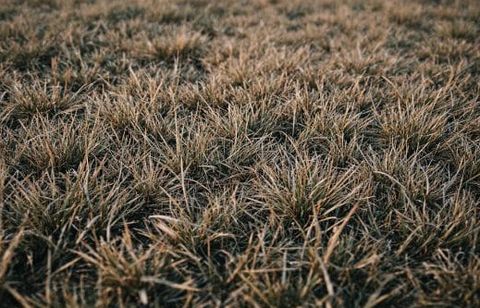 Votre pelouse est desséchée chaque été ? Il est temps d’adopter cette solution souvent méconnue