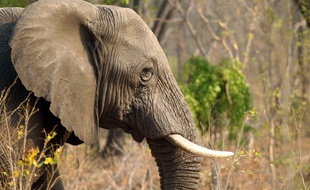 Un éléphant au Zimbabwe.