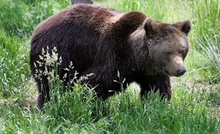 La Commission européenne a envoyé à la France une lettre de mise en demeure pour avoir manqué à ses obligations de protection de l'ours brun dans les Pyrénées (sud-ouest), ont annoncé jeudi les associations de défense du plantigrade dans un communiqué.
