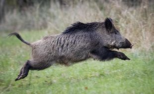 Illustration. Un sanglier.