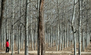 Un tiers des forêts chinoises restent menacées, en dépit de l'annonce par les autorités d'une suspension de l'abattage commercial d'arbres en milieu naturel