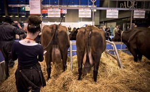Jour 3 : Ambiance au Salon International de l'Agriculture, le 27 Fevrier 2017, Parc des Expositions de la Porte de Versailles, Paris, France.