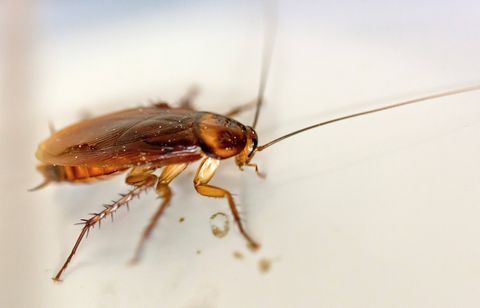 Les cafards ont envahi le centre hospitalier universitaire de Lille