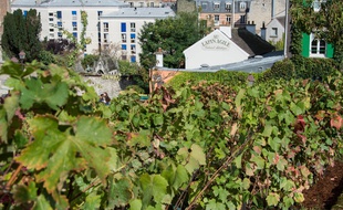 Vignes de Montmartre - Illustration.