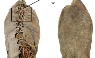 La plus vieille chaussure du monde a 5.500 ans