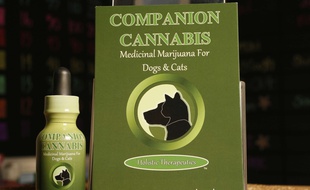 Une teinture à base de marijuana pour chats et chiens, commercialisée à Los Angeles.