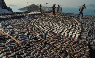 Les défenseurs des animaux se félicitaient lundi de la décision prise par le régime communiste chinois de bannir la soupe d'ailerons de requin des réceptions officielles, en espérant que cette protection s'élargisse à d'autres espèces menacées.