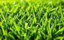 L’astuce des pros pour éviter que votre pelouse perde de sa vigueur après l’été