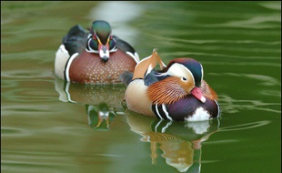 Le mandarin et son copain carolin tout aussi coloré, deux canards d'ornements par excellence, devront céder la vedette à des chèvres-naines, des moutons et des cochons d'Inde qui n'étaient jamais allés au salon.