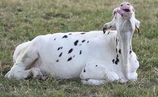 Les escrocs proposent d'investir dans les vaches laitières avec un taux de rentabilité de 6 à 12%.