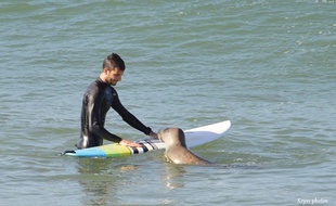 Le phoque à la rencontre des surfeurs à Lacanau
