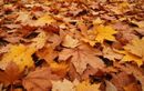 Pourquoi les feuilles mortes divisent autant les paysagistes cette année