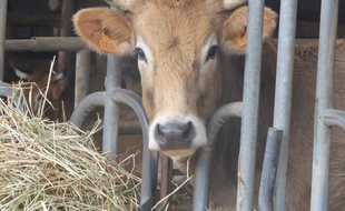 Une vache nantaise