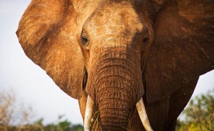 L'écosystème du Parc national kényan de Tsavo, principal sanctuaire d'éléphants au Kenya, compte à peine plus de 11.000 pachydermes, un nombre en baisse par rapport à 2011, selon les résultats d'un dernier recensement publiés lundi.