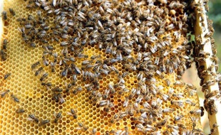 Le gouvernement s'est prononcé pour l'interdiction du pesticide Cruiser OSR du groupe suisse Syngenta, utilisé pour les cultures de colza et accusé de contribuer au déclin des colonies d'abeilles, une décision saluée par les écologistes et les apiculteurs.