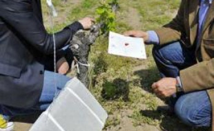 Des diffuseurs de phéromones sont installés dans les vignes pour empêcher la reproduction de papillons nuisibles
