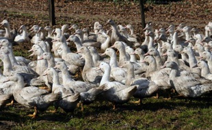 Deux semaines après la réapparition de la grippe aviaire dans l'Hexagone, au moins 15 pays et territoires ont mis en place des embargos, larges ou ciblés, sur les produits avicoles français