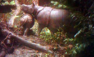 Ils ne sont plus qu'une cinquantaine et beaucoup les considèrent condamnés à la disparition : pourtant, un nouveau refuge en Indonésie fait le pari de sauver les derniers rhinocéros de Java.
