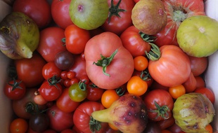 Des tomates, le 9 juillet 2014, dans la Sarthe