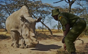 Une femelle rhinocéros blanc le 27 janvier 2015 dans le conté de Laikipia, au nord de Nairobi