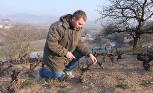 Pascal Aufranc, vigneron en Beaujolais, prend soin de ses vieilles vignes.