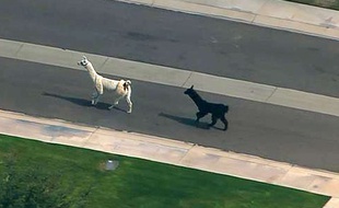 Deux lamas ont tenu en échec des dizaines de policiers dans les rues de Phoenix, en Arizona.