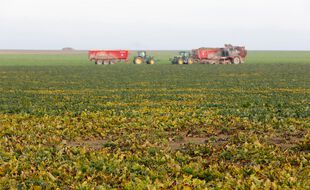 Néonicotinoïdes: Agriculteur récoltant une parcelle de betteraves touchée par la jaunisse de la betterave dans les plaines céréalières de Champagne Ardenne.