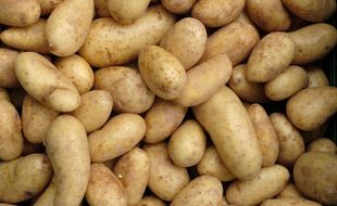 Illustration de pommes de terre.