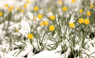 Des jonquilles dans la neige - Illustration