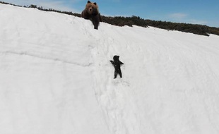 L'ourson tentant de rejoindre sa mère.